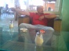 ID anketa#