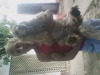 Profil ID#